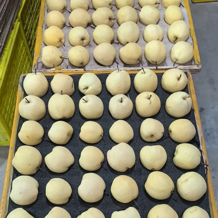 તાજા-પિક્ડ ગોંગ પિઅર