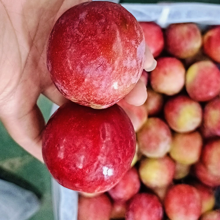 તાજી મીઠી લાલ Meiyi આલુ