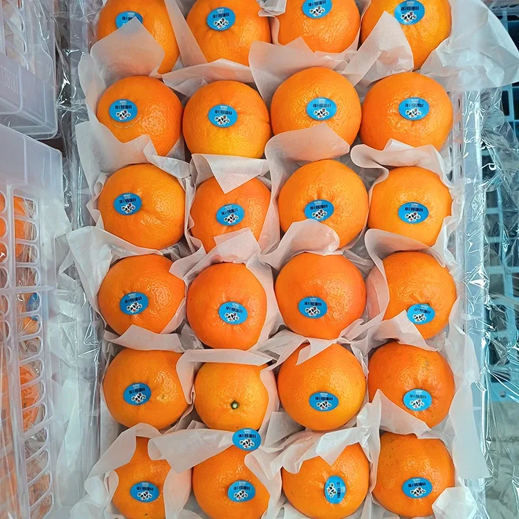 Premium Fresh Sweet Wogan Mandarins