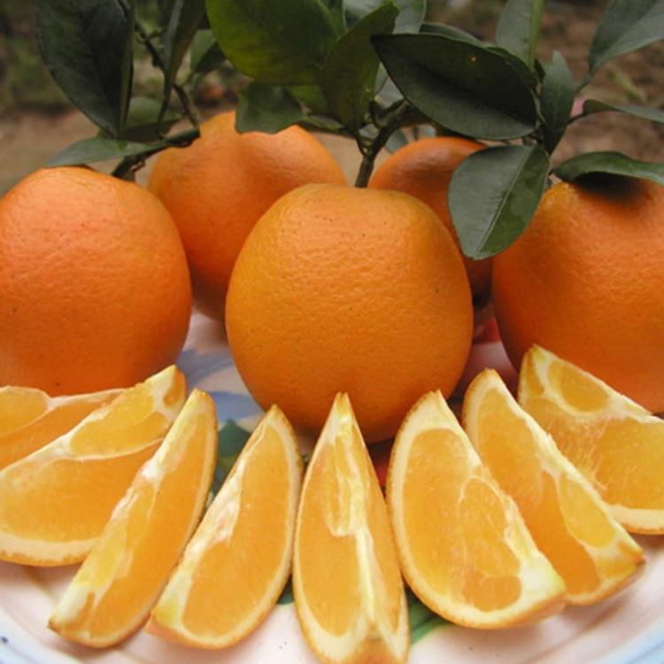 પ્રીમિયમ તાજા રસદાર મીઠી નાભિ નારંગી