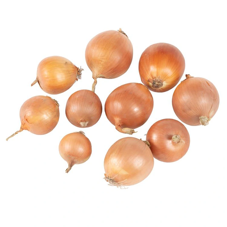 પ્રીમિયમ તાજી પીળી ડુંગળી